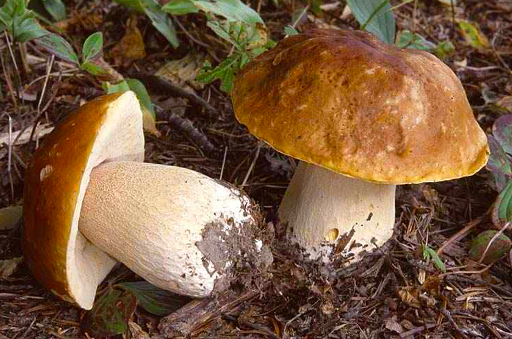 Porcini e funghi - Boletus edulis